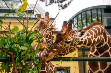 Giraffes in the aviary of the Vienna Zoo