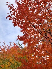 red maple leaves