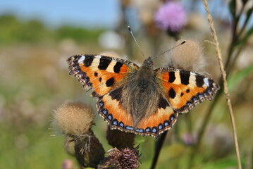 beautiful bright butterfly on a hot summer day