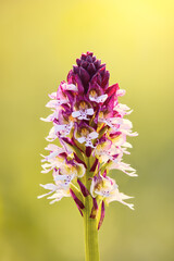 Close-up of a burnt-tip orchid (Neotinea Ustulata)