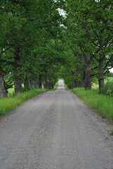 Fototapeta na wymiar Old country gravel road with big, green, old oak alley