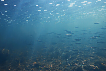 Fototapeta na wymiar fish underwater shoal, abstract background nature sea ocean ecosystem