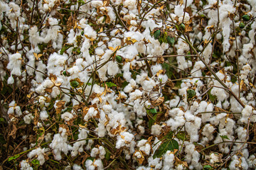 plant white cotton in the field