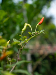 Natural chilies contain no pesticides. bird's eye chilli.
