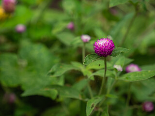 Globe amaranth, Gomphrena globosa, Globe Amaranth or Bachelor Button