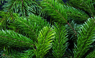 Fir tree branches as background.   Flat lay.  Selective focus.