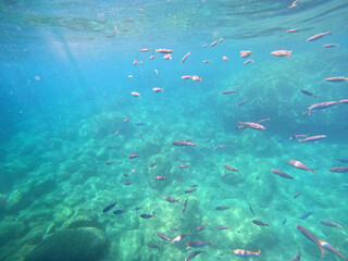 Obraz na płótnie Canvas Underwater world of Mediterranean Sea. Near Marmaris, Turkey