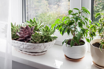 Window with white tulle and potted plants on windowsill