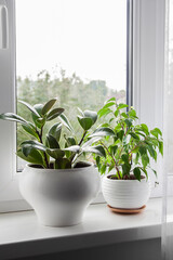 Potted Ficus elastica and Ficus benjamina plant on the windowsill in the room