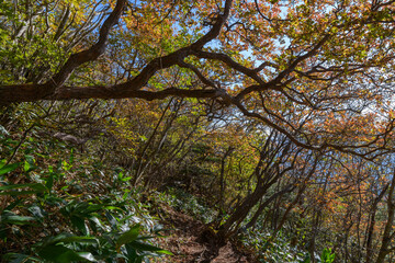 白笹山の秋の登山道