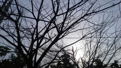 Shadows of Tree Branches