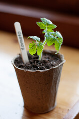 Seedlings in the form of a green tomato bush in a peat pot with earth and a wooden stick with the inscription tomato on a wooden table in a vertical format