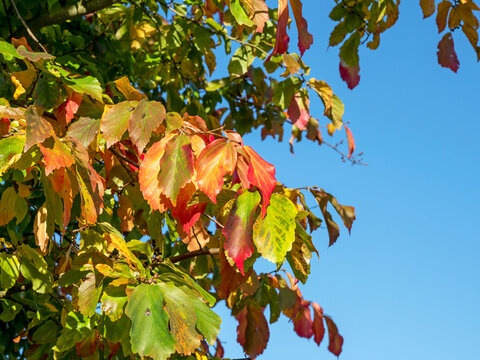 Colourful Japanese Katsura Tree Leaves In Autumn