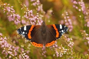 Closeup of a colorful Vanessa atalanta butterfly, with open wings , sipping nectar from purple Calluna vulgaris flowers