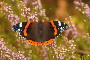 Fototapeta na wymiar Closeup of a colorful Vanessa atalanta butterfly, with open wings , sipping nectar from purple Calluna vulgaris flowers
