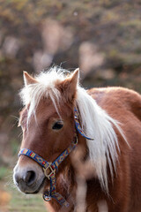 Obraz premium brown horse portrait