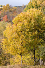Fototapeta premium autumn in the park