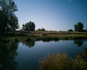 reflection of trees in the water