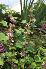 初夏の公園に咲くゼニアオイのピンク色の花