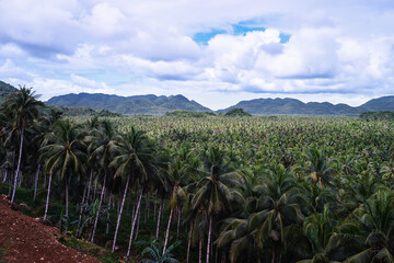 Obraz premium Tropical landscape. Big coconut palm trees plantation.
