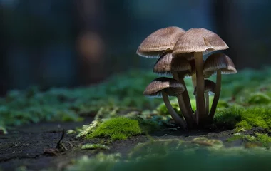 Fotobehang mushroom in the forest © kgo3121