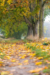 Obraz premium Autumn leaves in the forest in Souffelweyersheim in France