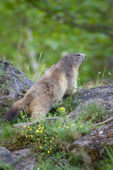 marmotte savoie montagne
