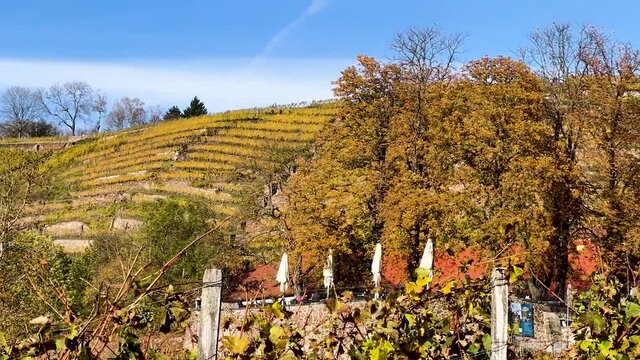 Weinberglandschaft in Radebeul, Sachsen, Deutschland