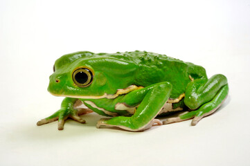 Warziger Lemurenfrosch // Waxy monkey tree frog (Phyllomedusa sauvagii)