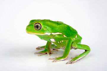 Warziger Lemurenfrosch // Waxy monkey tree frog (Phyllomedusa sauvagii)