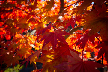 秋の赤く色づいた紅葉