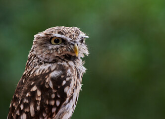 Close-up image of Little owl (ATHENE NOCTUA) in green background with copy space