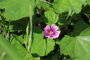 初夏の公園に咲くゼニアオイのピンクと赤紫色の複色の花