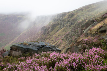 Heather in the mist