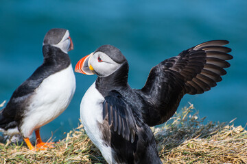 Puffin in the beautiful countryside nature of Hafnarholmi in Borgarfjordur Eystri in Iceland