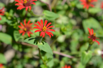 Zinnia Red Spider