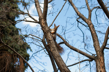 Fototapeta na wymiar squirrel on a tree in the park against blue sky
