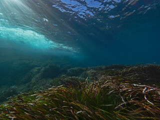 Seagrass and surf underwater in the mediterranean sea