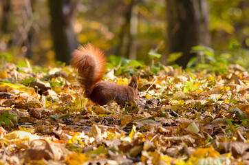 Bushy-tailed squirrel in the spring park	