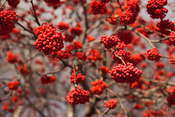 red rowanberries on rowan tree in autumn