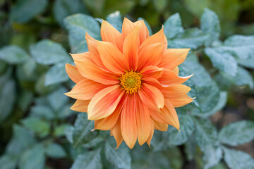 Dahlia Color Spectacle flower grown in a garden in Madrid