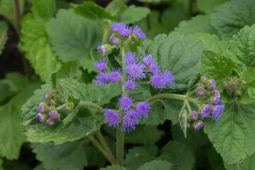 blue flowers