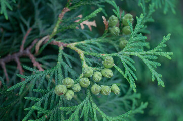 thuja cones