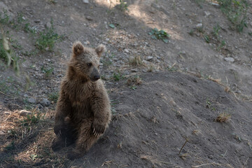 Fototapeta premium brown bear cub