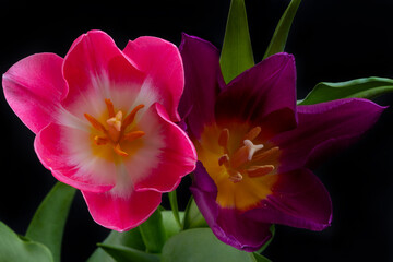 Blooming tulip flowers close up