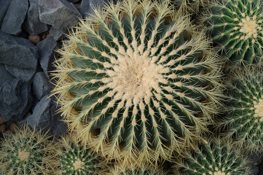 Cactus From Above