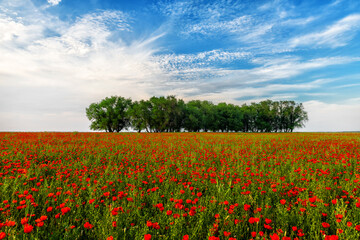 poppy field and sky