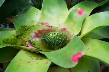 green rosette with bud