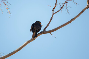The common black bird with a yellow bill and yellow ring around the eye, also known as (Eurasian blackbird) found perched on a tree in Adelaide, South Australia