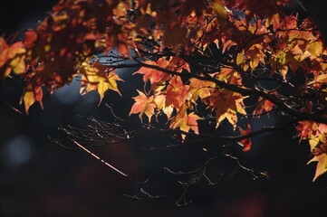 紅葉の風景